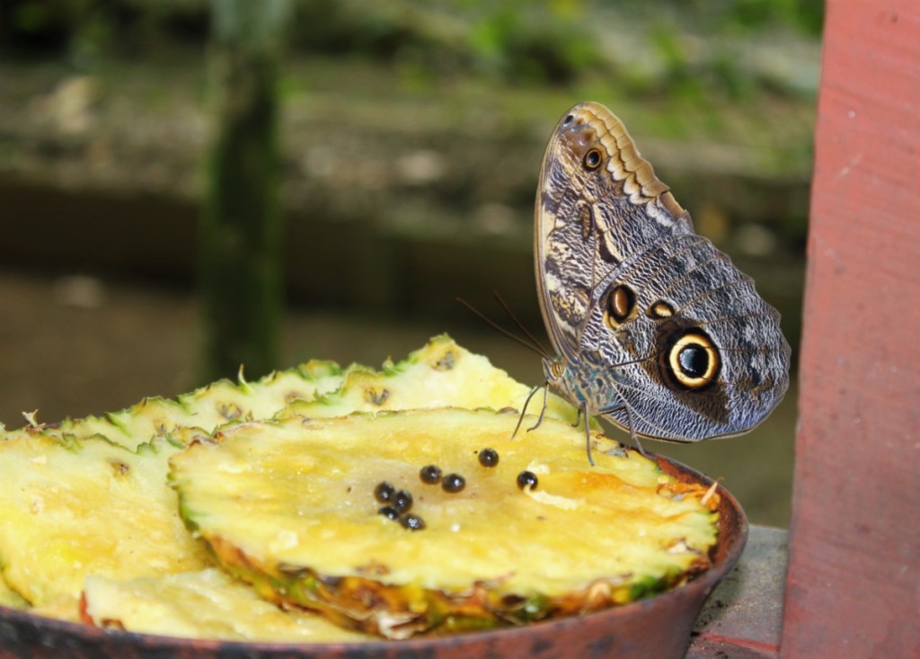 Butterfly garden Hacienda Baru Costa Rica