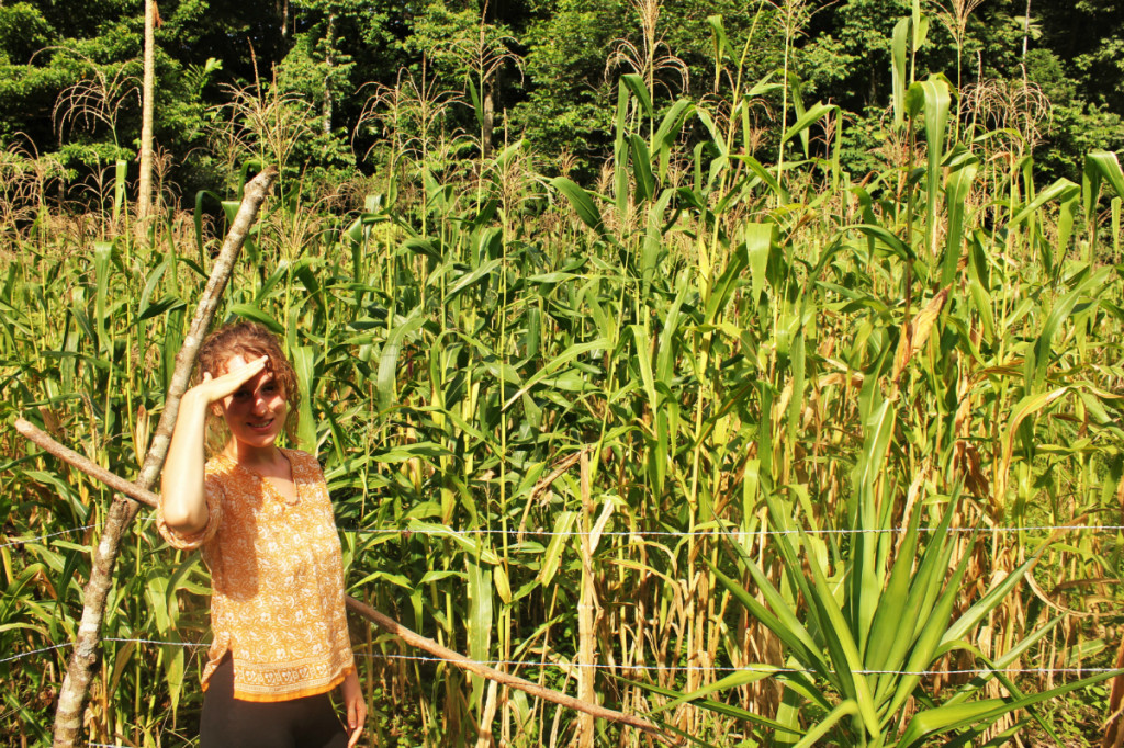 Charlie in a corn field at Isla Violin - Charlie on Travel