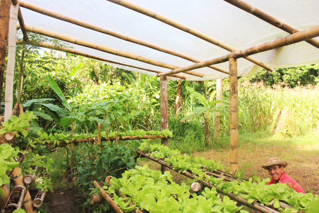 Growing food on the farm at Isla Violin - Charlie on Travel