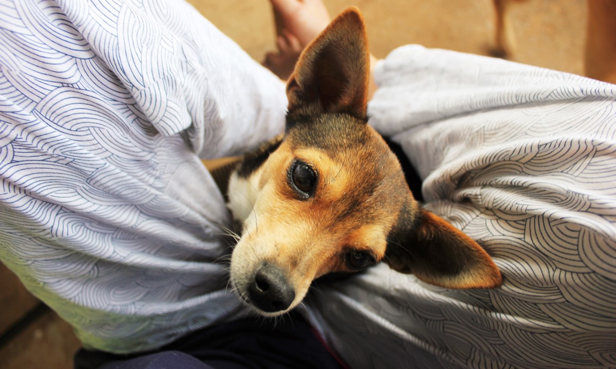 6 Cute Pets that Will Make You Want to House Sit