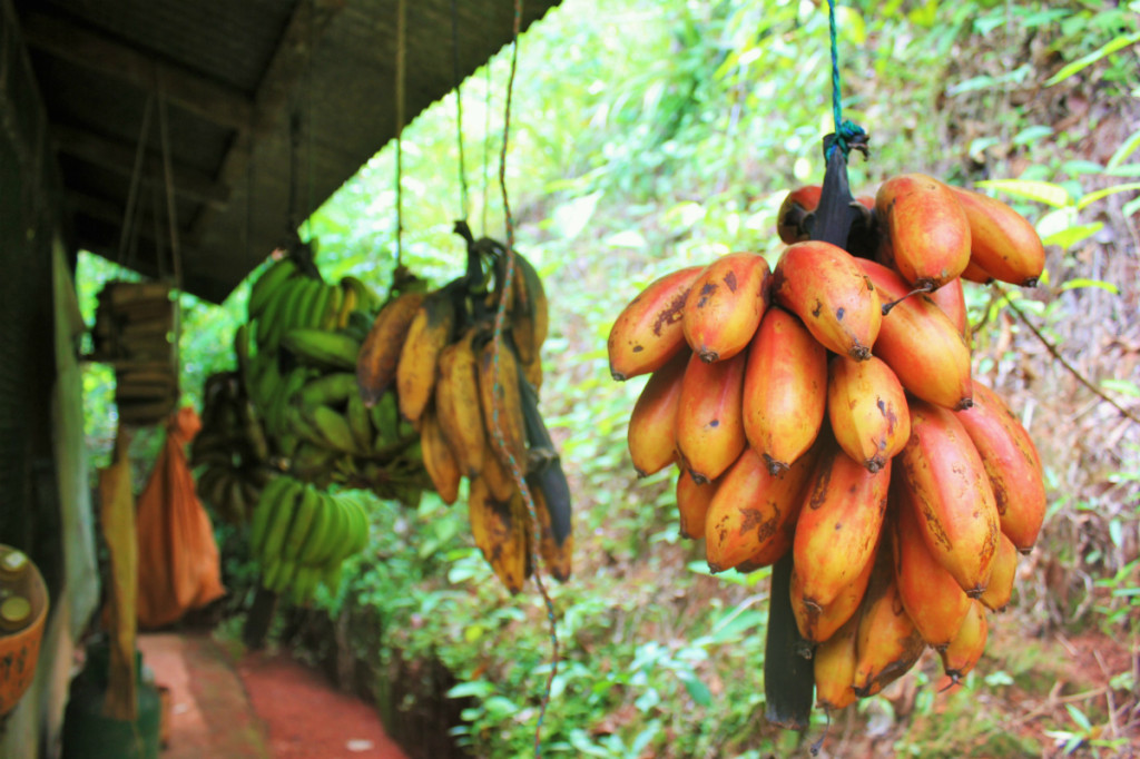 Red bananas at Isla Violin - Charlie on Travel