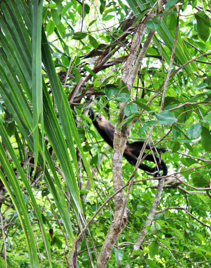 Capuchin monkey in Manuel Antonio - Charlie on Travel