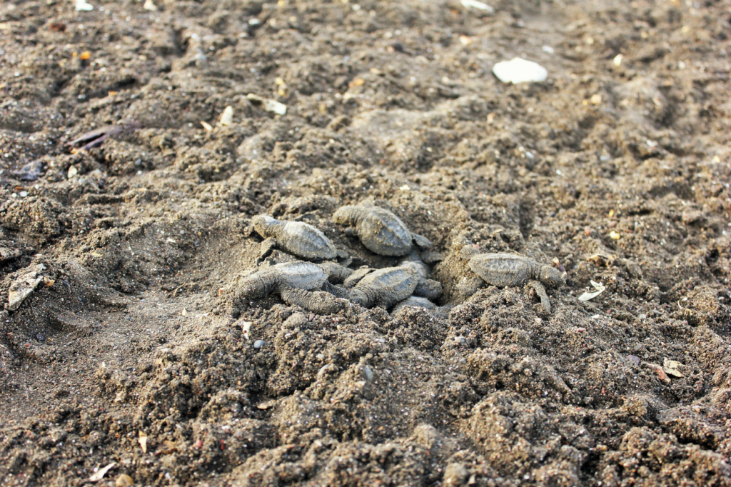 Baby turtles hatching at Arribada in Ostional - Charlie on Travel