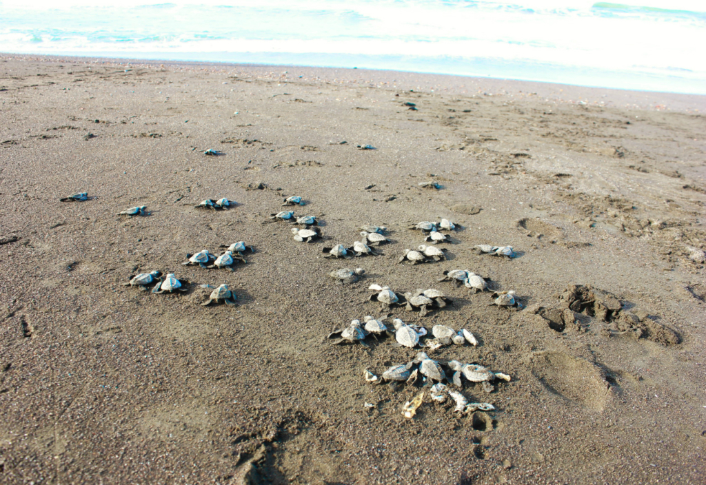 Lots of baby turtles going into the sea Arribada in Ostional - Charlie on Travel