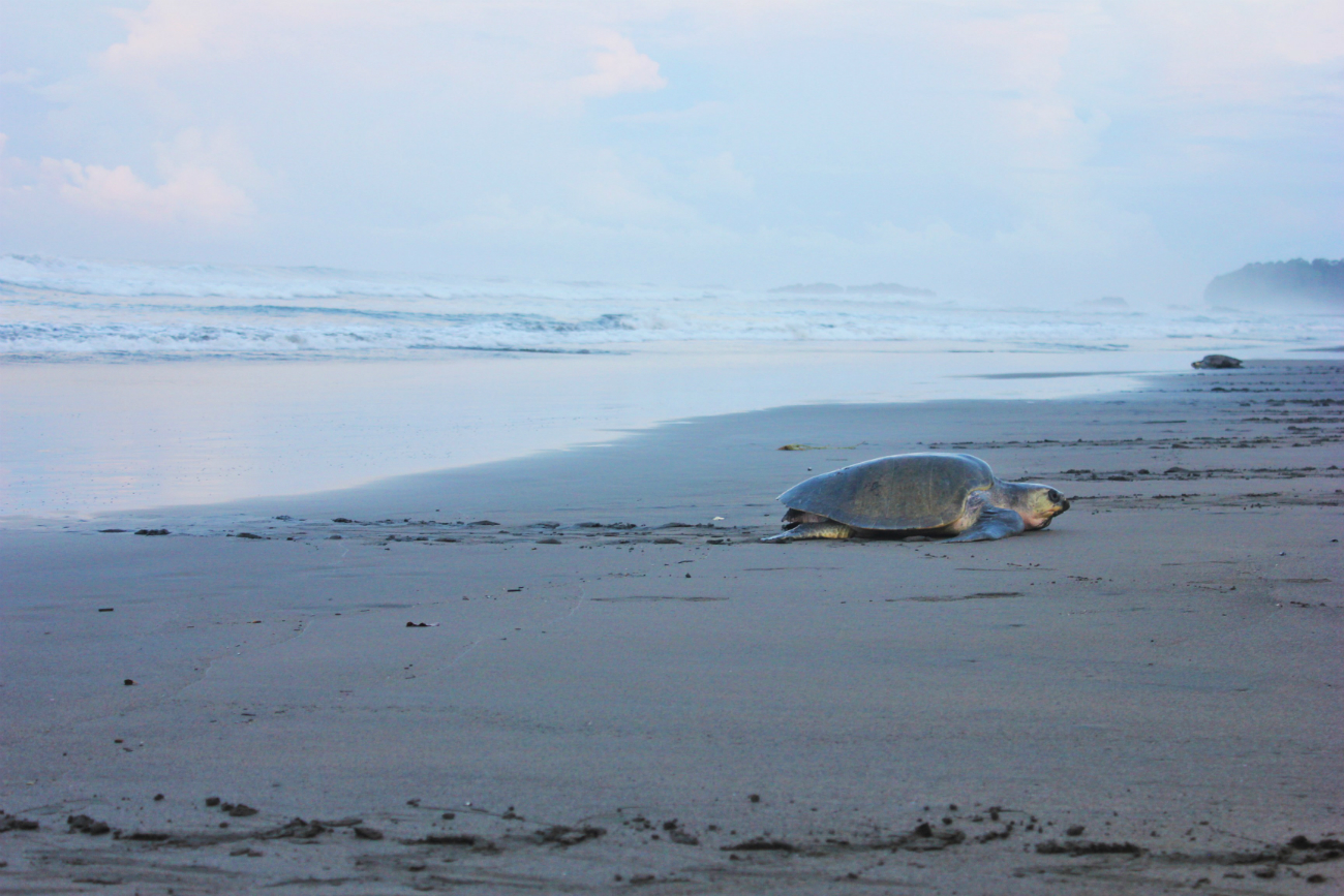 Tourism Disrupts Turtle Nesting in Ostional, Costa Rica