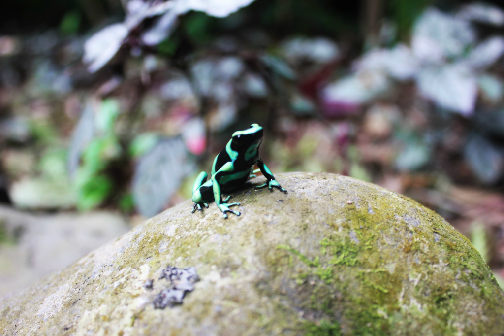 Green and black dart frog 1200 - Charlie on Travel