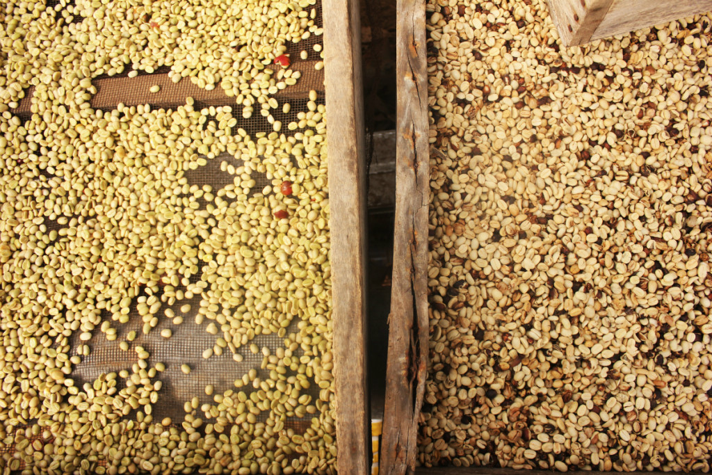 Coffee beans drying out coffee finca Boquete Panama - Charlie on Travel
