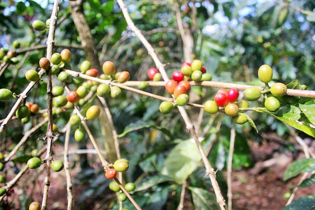 Coloured coffee growing coffee finca Boquete Panama - Charlie on Travel