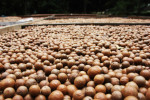 Macadamia nuts drying out