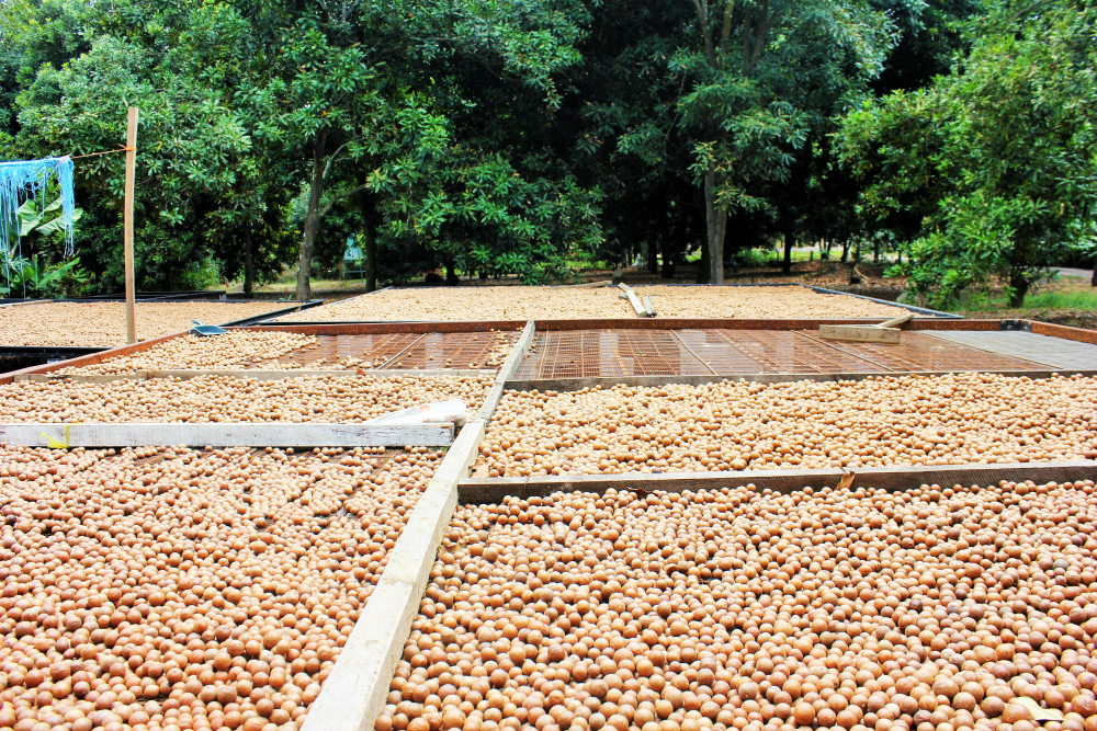 Macadamia nut farm antigua - nuts drying out - charlie on travel