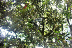 Macadamias growing high up in the tree