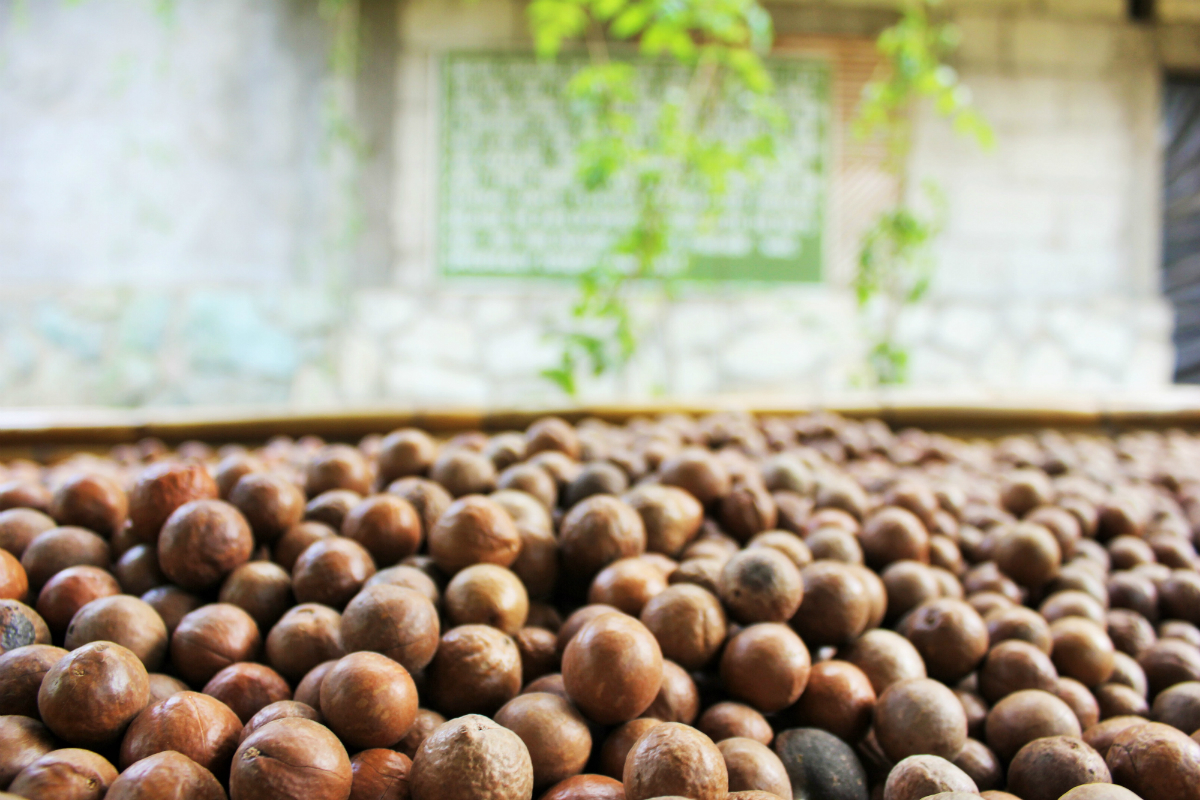Getting My Nut Butter Fix: Valhalla Macadamia Nut Farm in Antigua