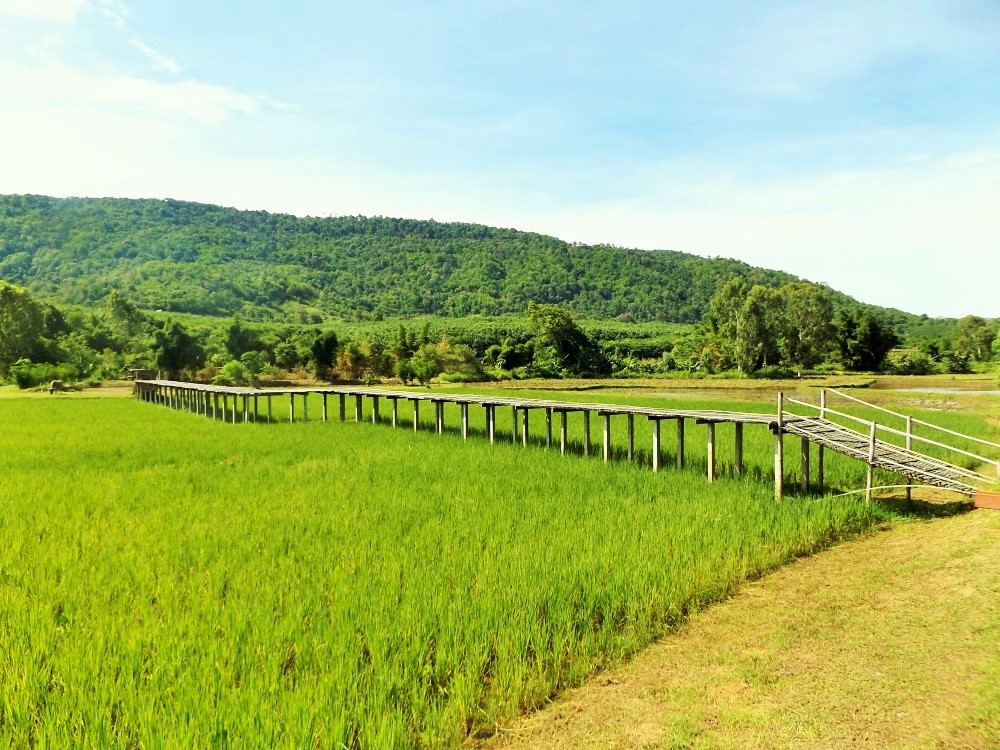 Ecotourism in Thailand: Planting Seeds at Phu Ruea Ruean Mai Rice Farm