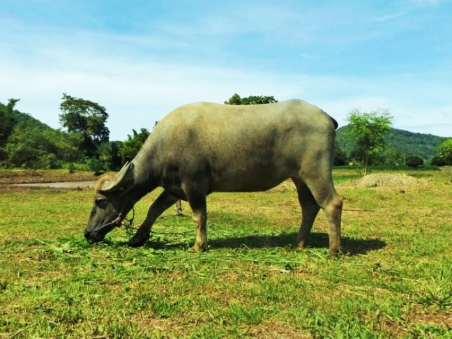 Phu Ruea Ruean Mai Rice Farm buffalo - ecotourism Thailand - Charlie on Travel