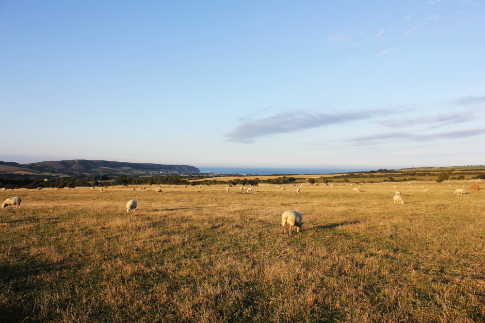 Dancing Ledge Dorset Sheep in Toms Field campsite