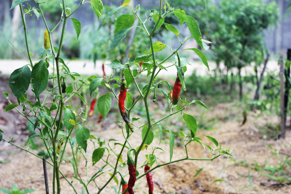 Fresh red chillies at Thai Farm Cooking Class in Chiang Mai