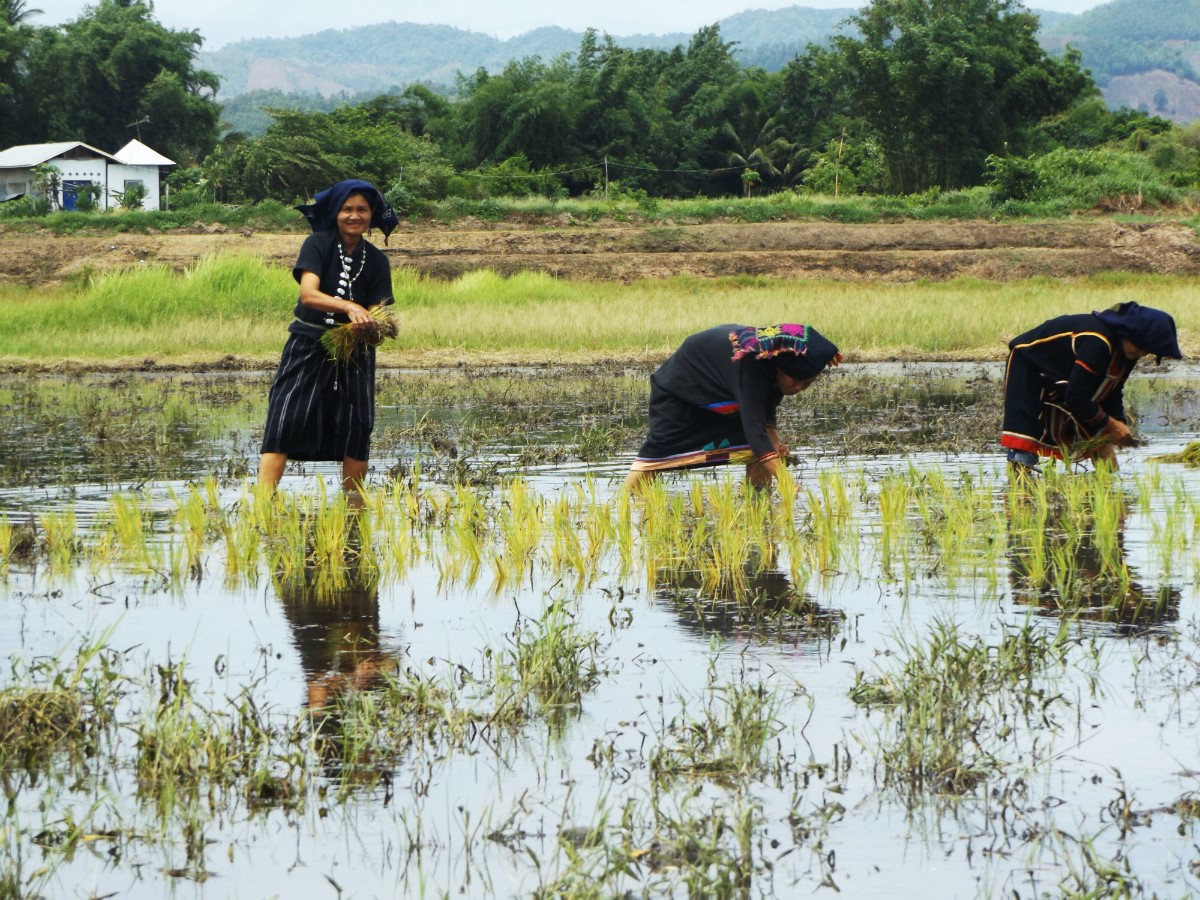 Tai Dam Village Thailand Loei Province - Women in rice field - Charlie on Travel 2