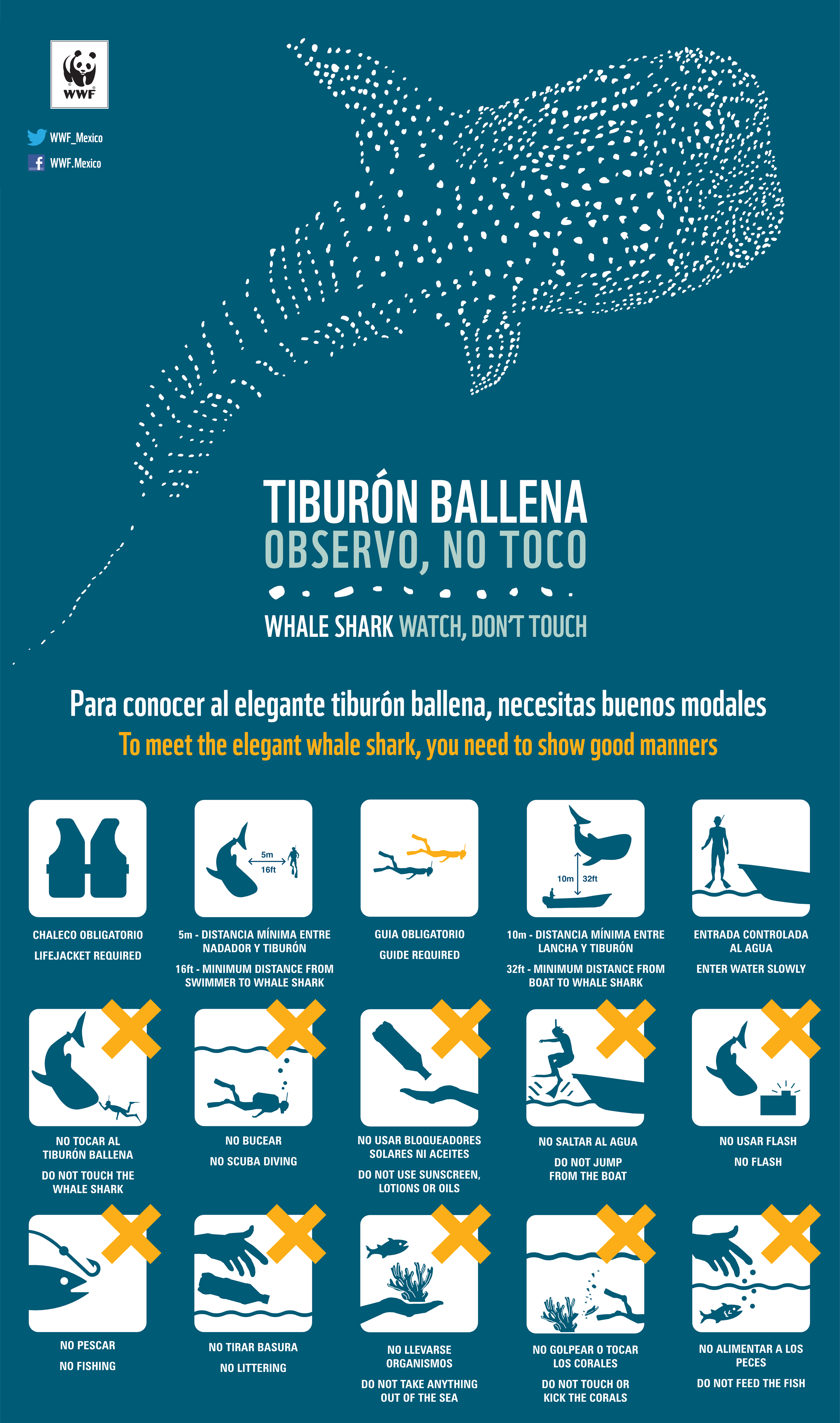 Resposible Whale Shark Tourism Mexico Regulations WWF