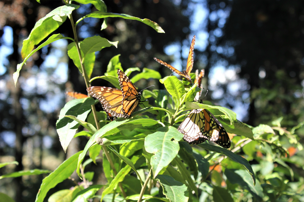 Monarch Butterfly Migration in Mexico