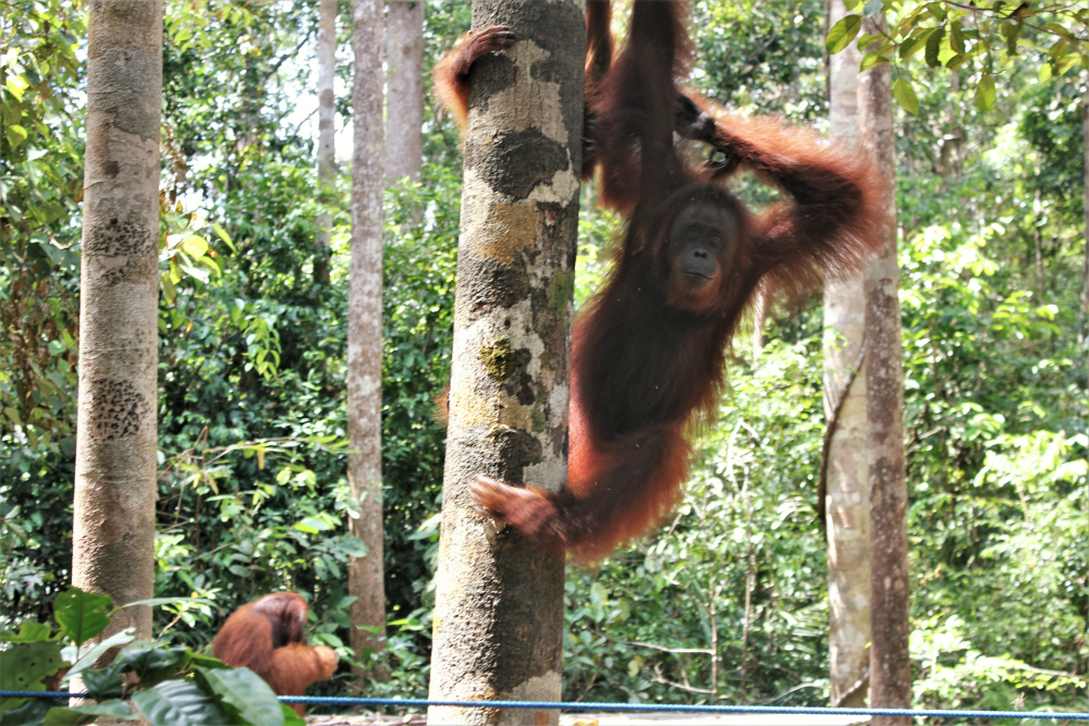 Orangutans In Borneo Our Rainforest Adventure Charlie On - 