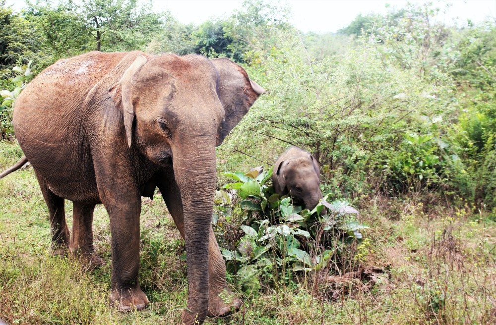 Wild Elephants in Sri Lanka at Udawalawe National Park