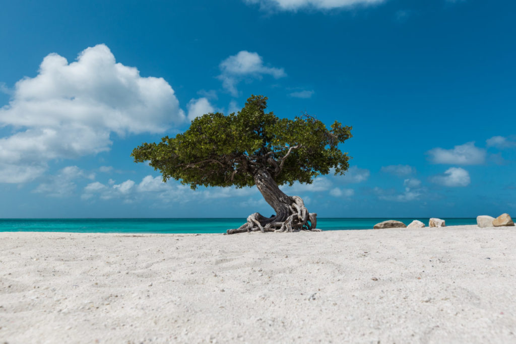 Tree on Eagle Beach, Aruba