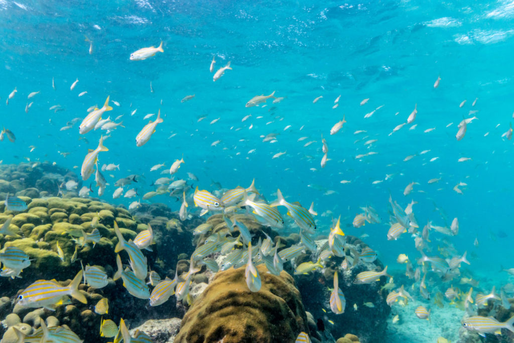 Underwater fish and coral Aruba