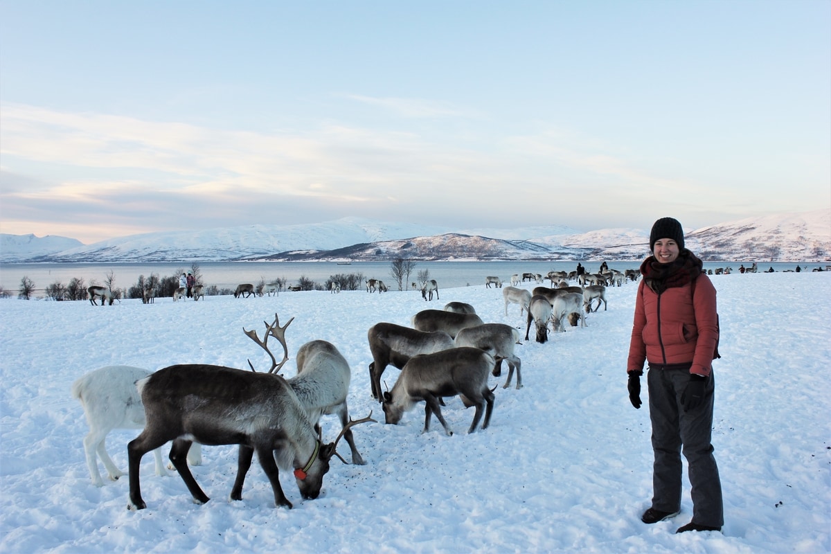 Sámi Culture and Reindeer in Tromsø