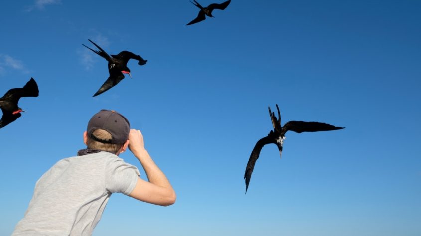 Frigate birds Galapagos Ecuador - Charlie on Travel