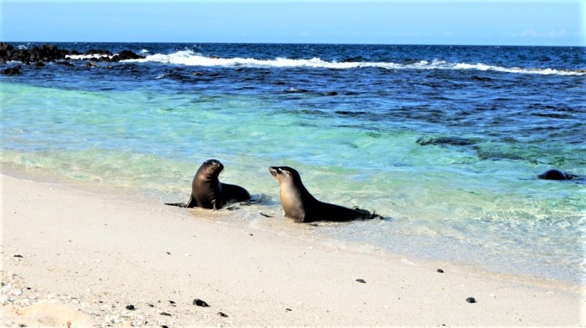 Galapagos Islands Sealions playing - Charlie on Travel