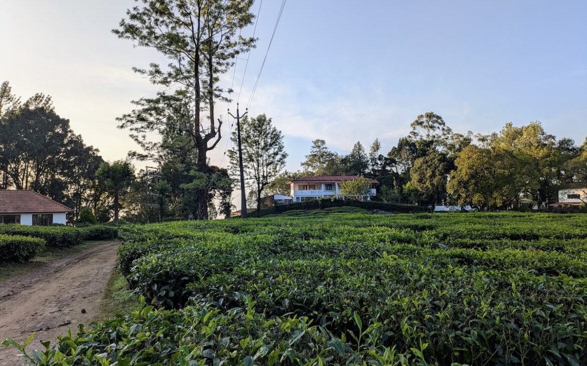 Windermere Estate Drive Munnar Kerala