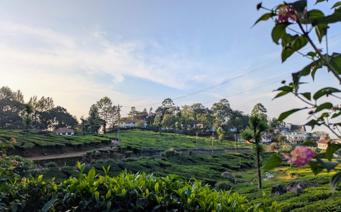 Windermere Estate Munnar Kerala Tea Fields