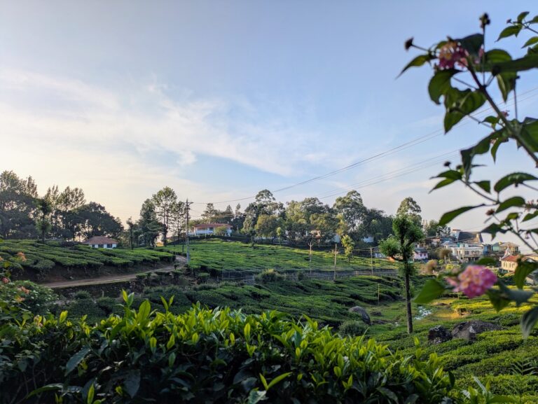 Windermere Estate Munnar Kerala Tea Fields