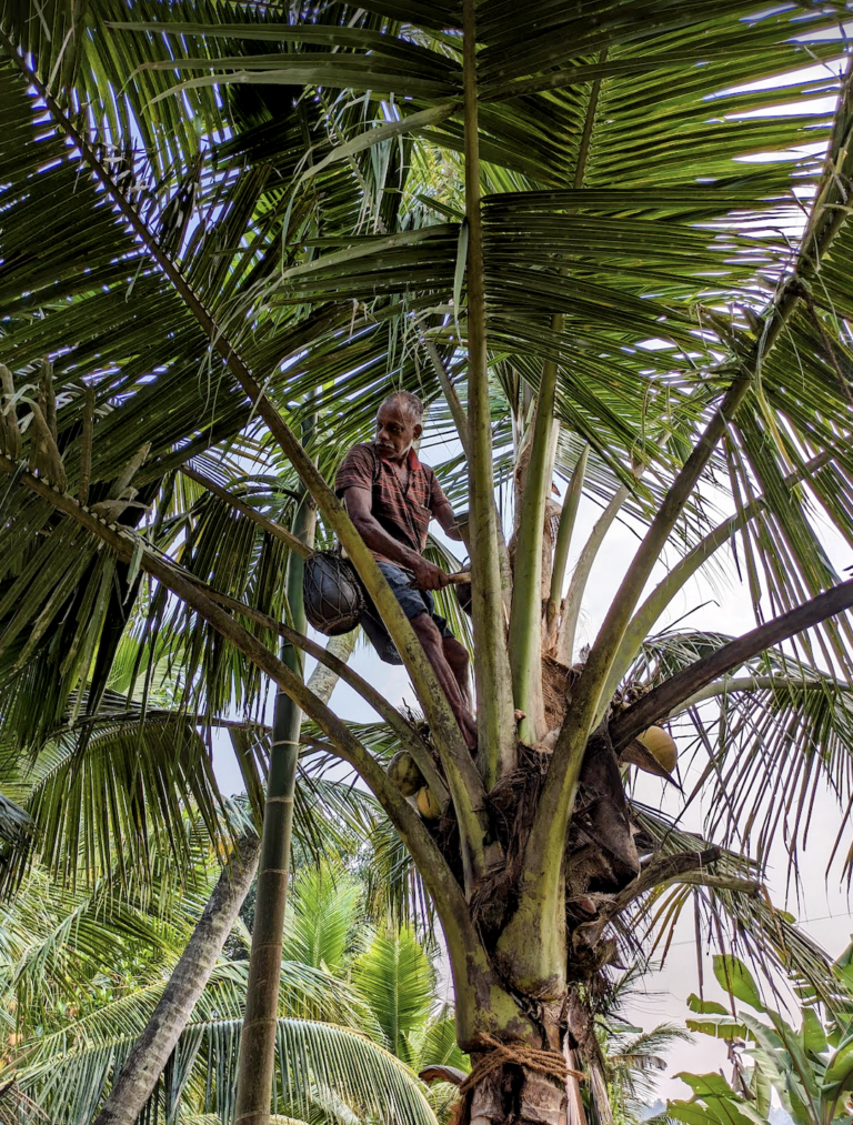 Kerala Backwaters Kumarakom, Should You Take a Kerala Houseboat, Palm Sap