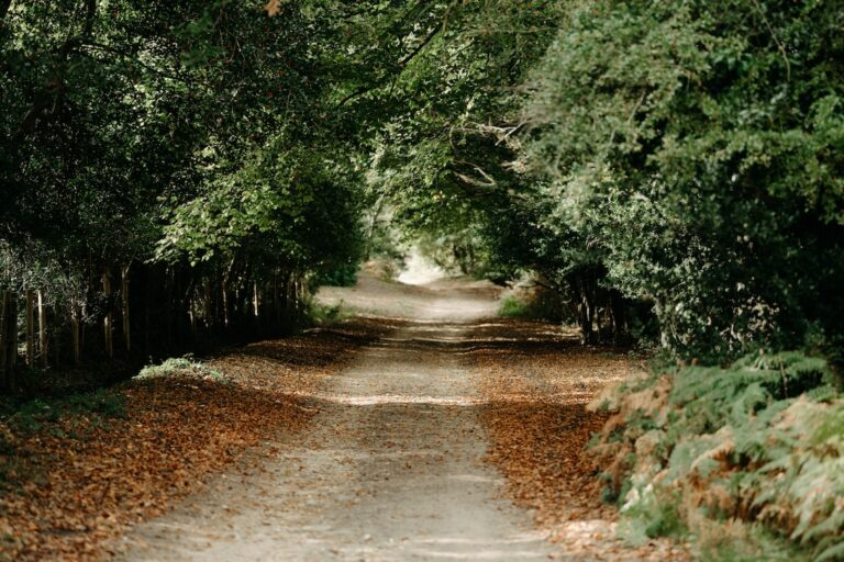 New Forest Walking Paths Weekend
