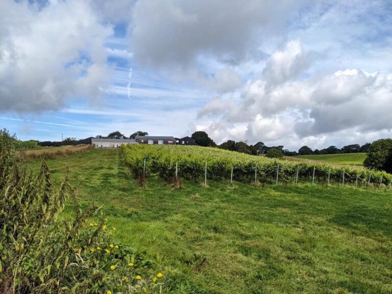 Vineyards Near Brighton: 12 Sussex Wine Estates Worth Visiting (2026)