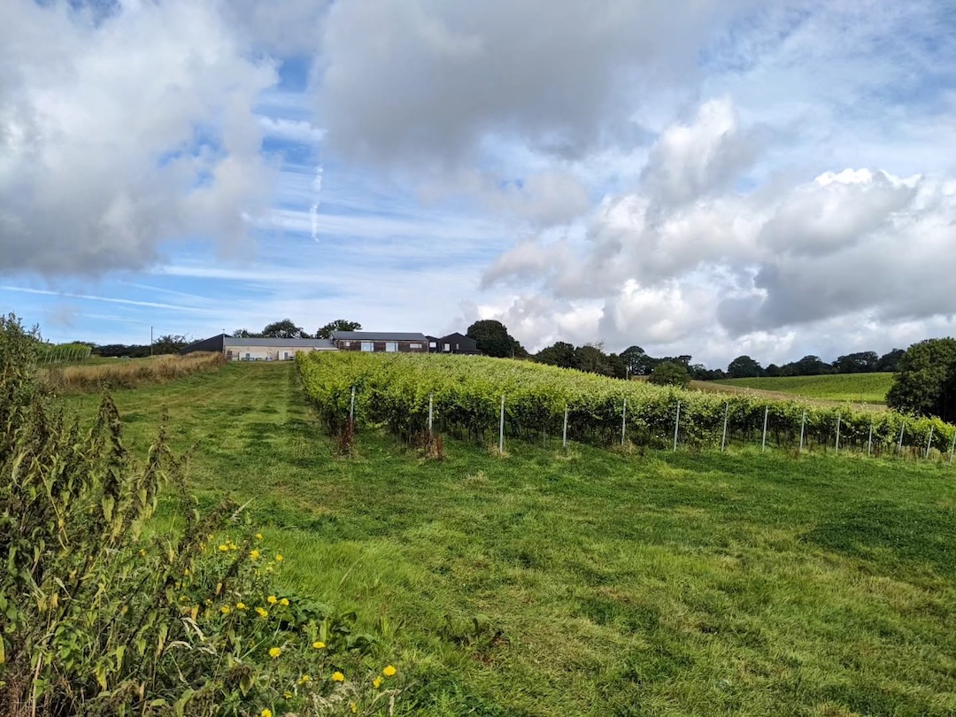 Vineyards Near Brighton: 12 Sussex Wine Estates Worth Visiting (2026)